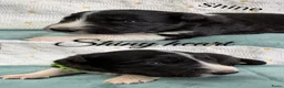 Border Collie honden te koop: Border collie pups  - Advertentie 21