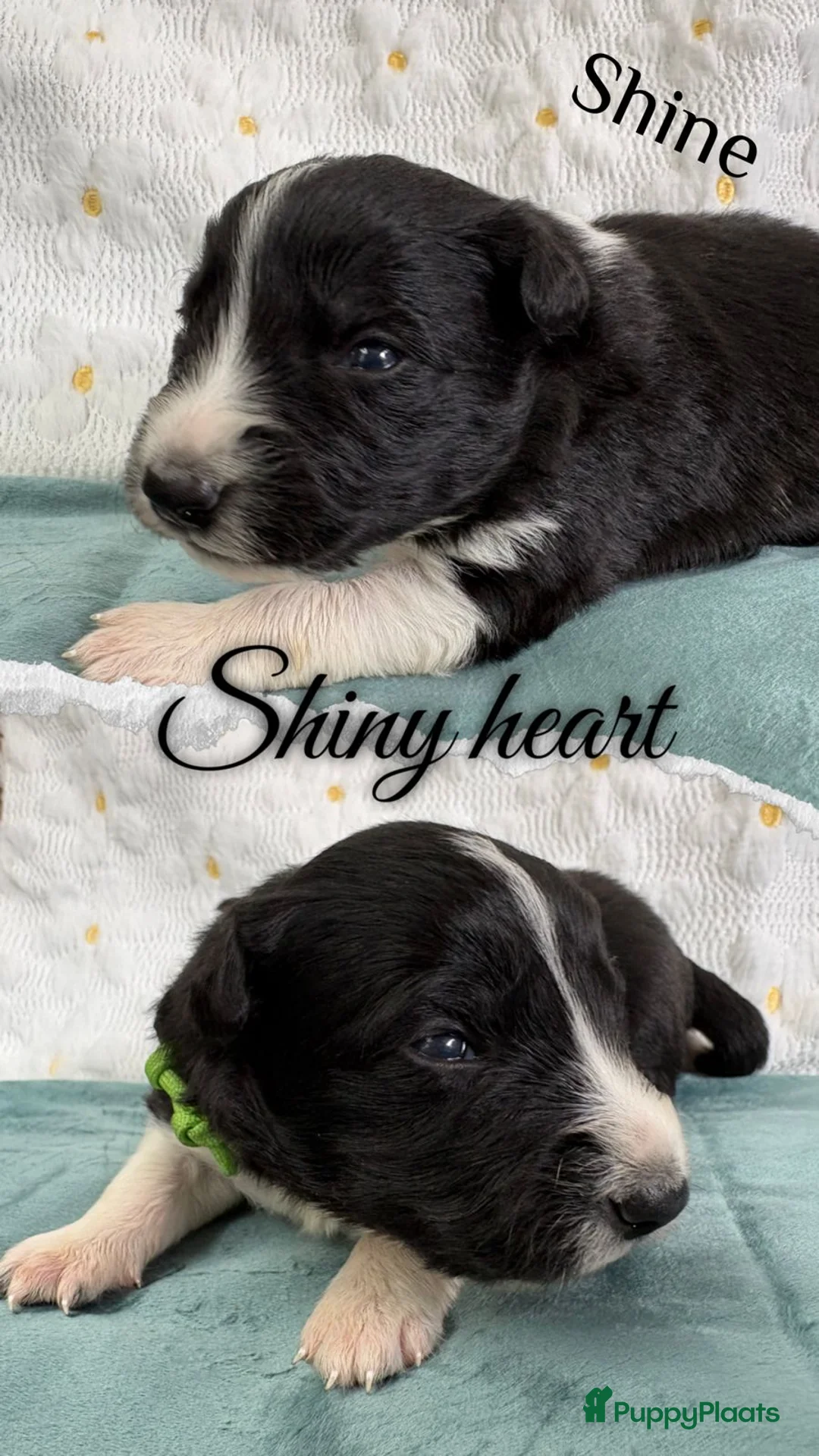 Border Collie honden te koop: Border collie pups  - Advertentie 21
