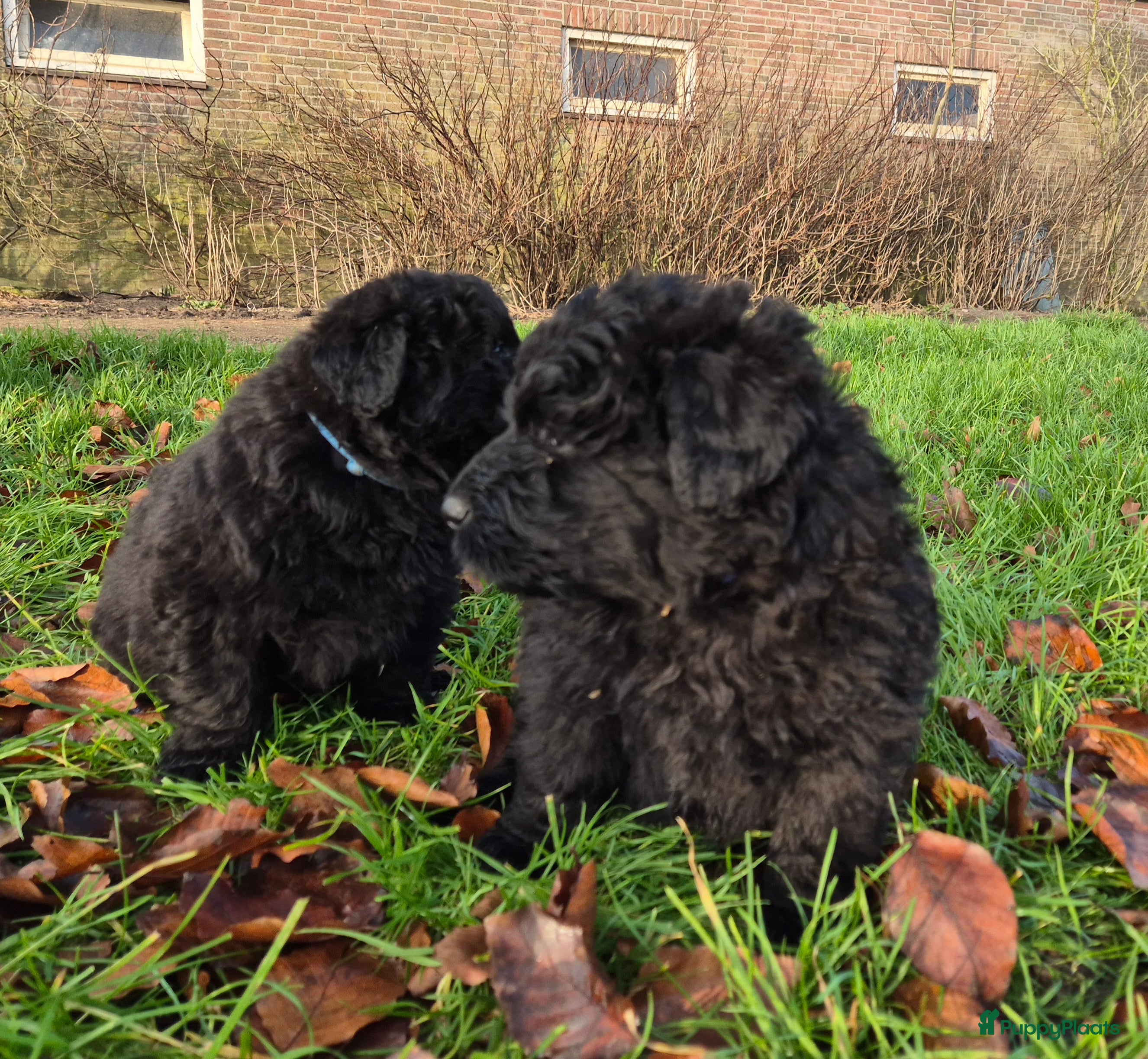 Bouvier des Flandres honden Raszuivere bouvier pups zonder stamboom. Gitzwart - Advertentie 1