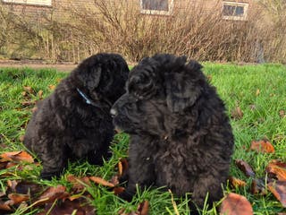 Bouvier des Flandres honden te koop: Raszuivere bouvier pups zonder stamboom. Gitzwart - Advertentie 1