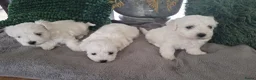 Maltezer honden te koop: Maltezer pups. Rasecht. Vader en moeder aanwezig - Advertentie 4