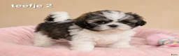 Boomer honden te koop: Super mooie boomer pups. Shih tzu  - Advertentie 7