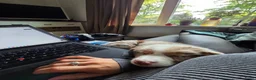 Australian Shepherd honden te koop: Puppy for sale due to allergies - Advertentie 2