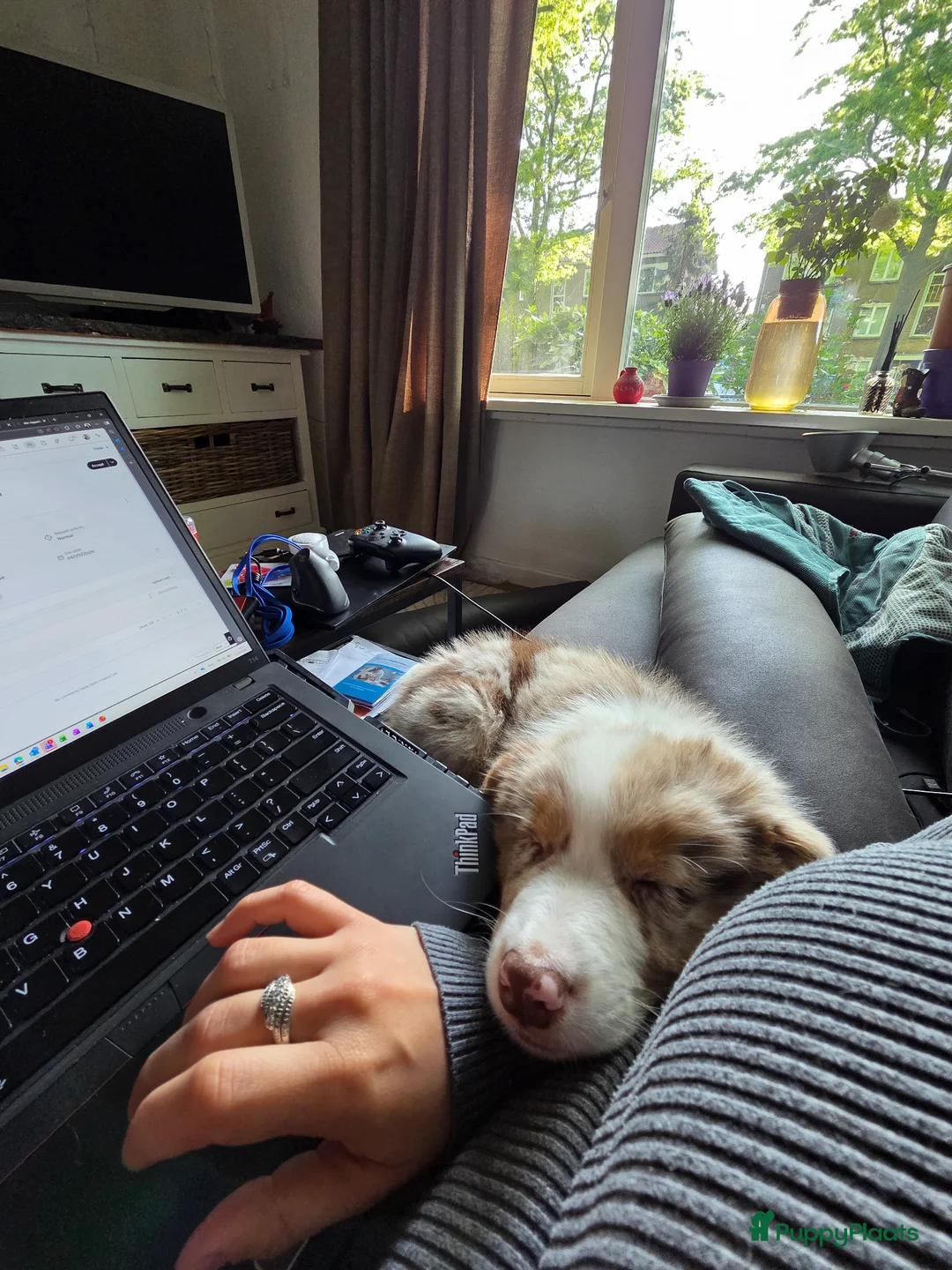 Australian Shepherd honden te koop: Puppy for sale due to allergies - Advertentie 2