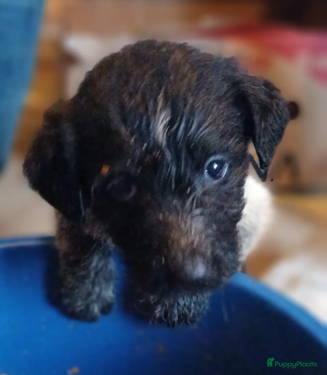 Kruising honden te koop: Een van deze prachtige pups is voor jou bedoeld? - Advertentie 6