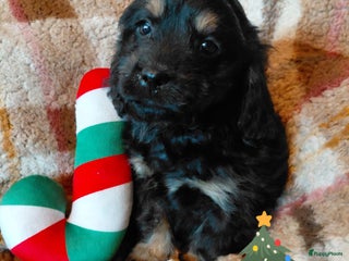 Kruising honden Prachtig nestje Boomer pups Cocker x Boomer - Advertentie 1