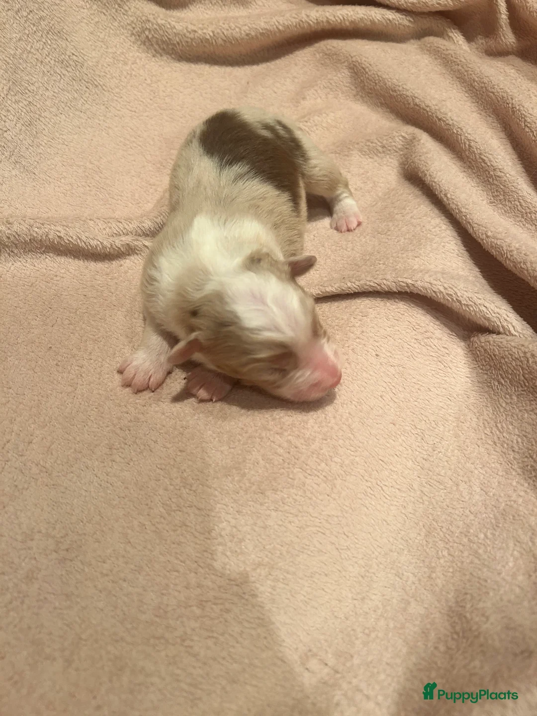 Australian Shepherd honden te koop: 100% raszuivere Australian Sheperd pups - Advertentie 8