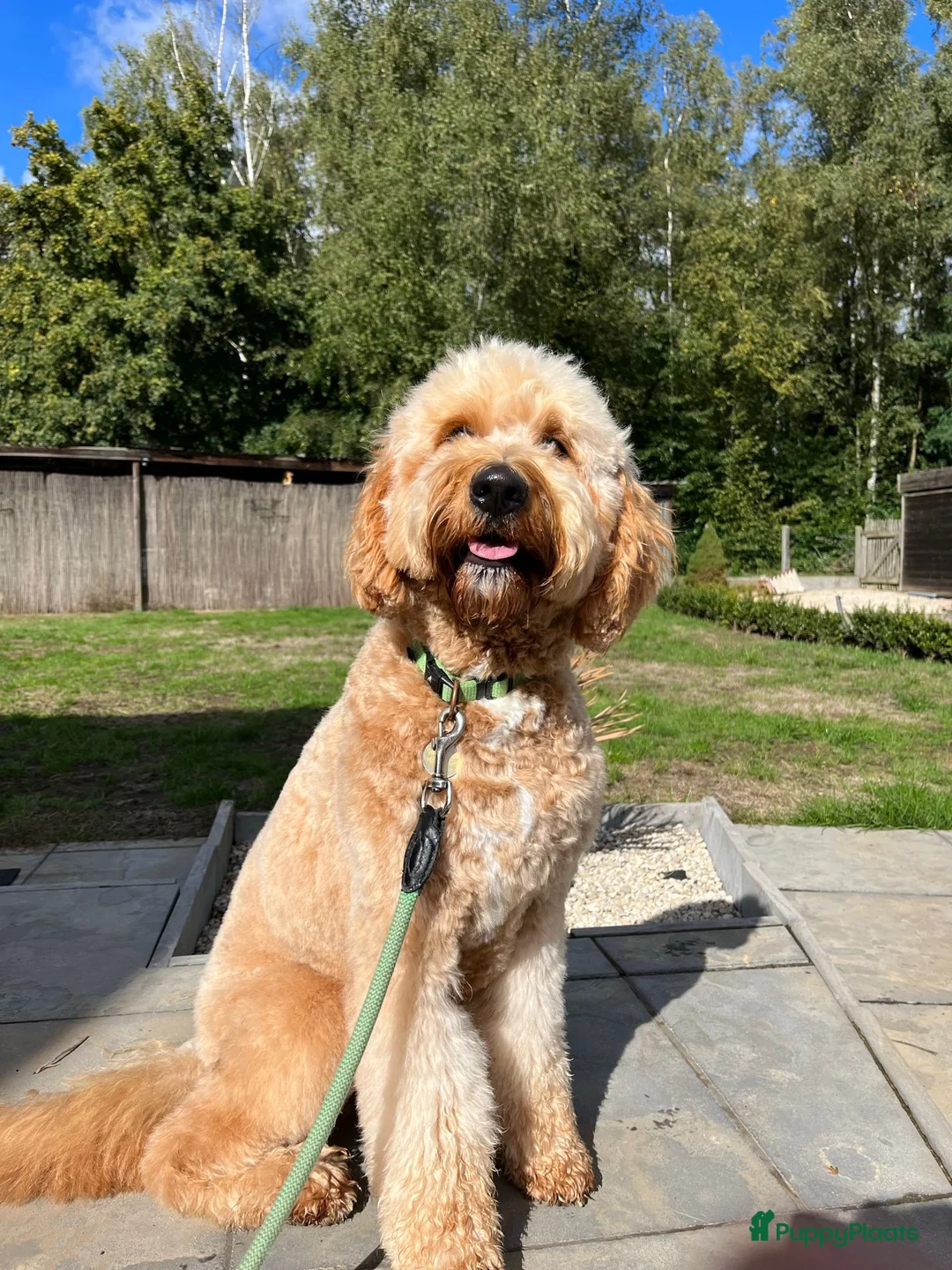 Goldendoodle honden te koop: Nestje F1B medium goldendoodles verwachte - Advertentie 2