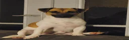 Jack Russel Terriër honden te koop: 4 Jack russel pups te koop in Maastricht - Advertentie 5