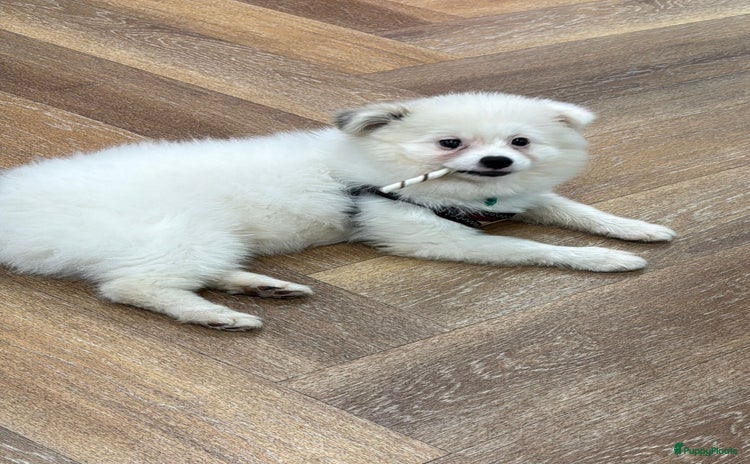 Pomeriaan honden - Advertentie 11
