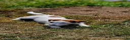 Jack Russel Terriër honden te koop: Jack Russell in Hoofddorp - Advertentie 3