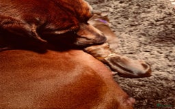 Rhodesian Ridgeback honden te koop: Rhodesian Ridgeback pups in Kootwijkerbroek - Afbeelding 5