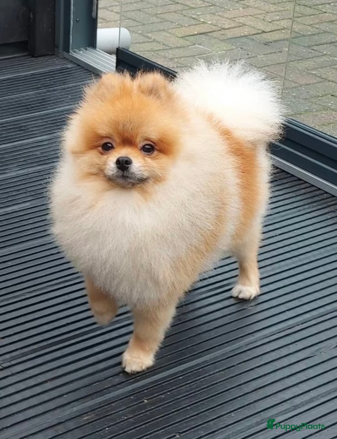 Pomeriaan honden te koop: 3 schattige Pomeriaan pups orange sable 5 wk - Advertentie 25