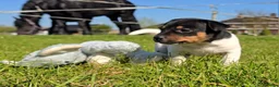 Jack Russel Terriër honden te koop: 🥰 5 Prachtige Jack Russel pups! 🐶 - Advertentie 22