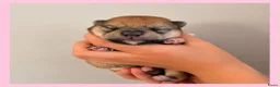 Shiba honden te koop: Mooie Shiba puppy’s zoeken een liefdevol thuis  - Advertentie 11