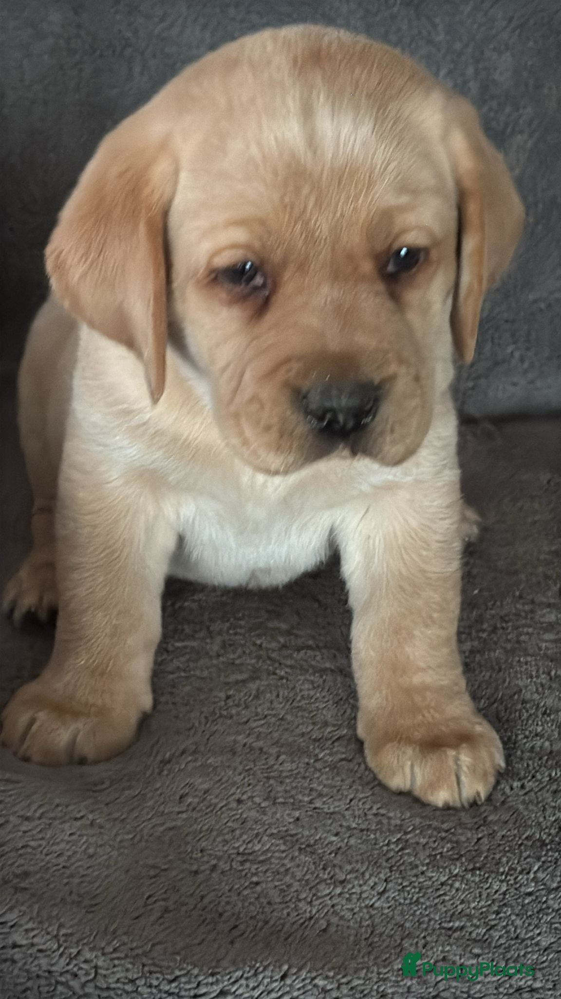 Labrador Retriever honden labrador  Pup Blond(teefje) - Advertentie 1