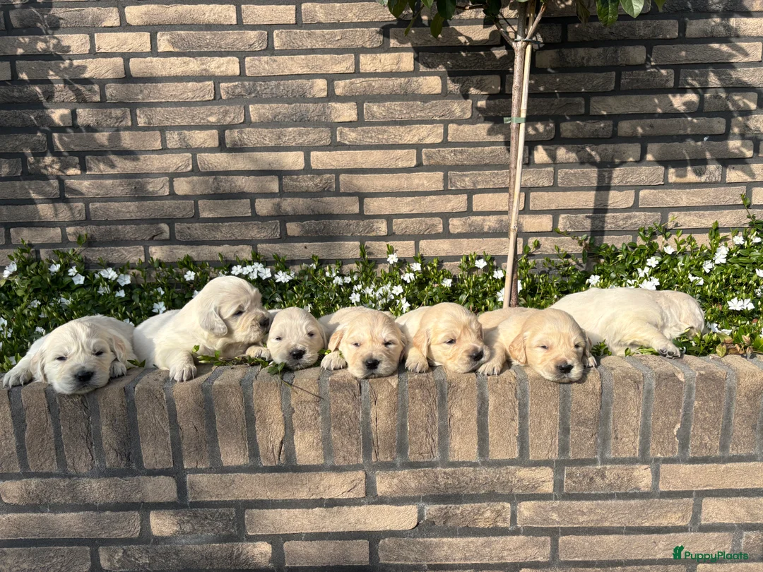 Golden Retriever honden te koop: Prachtige golden retrievers puppy’s  - Advertentie 2