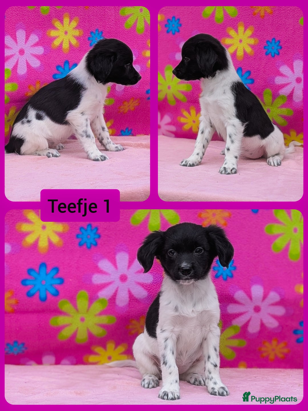 Friese Stabij honden te koop: Prachtige friese stabij x border collie pups  - Advertentie 14