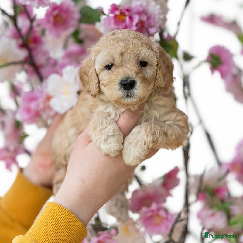 Labradoodle honden Mini labradoodle pups - Advertentie 3