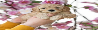 Labradoodle Puppy 5