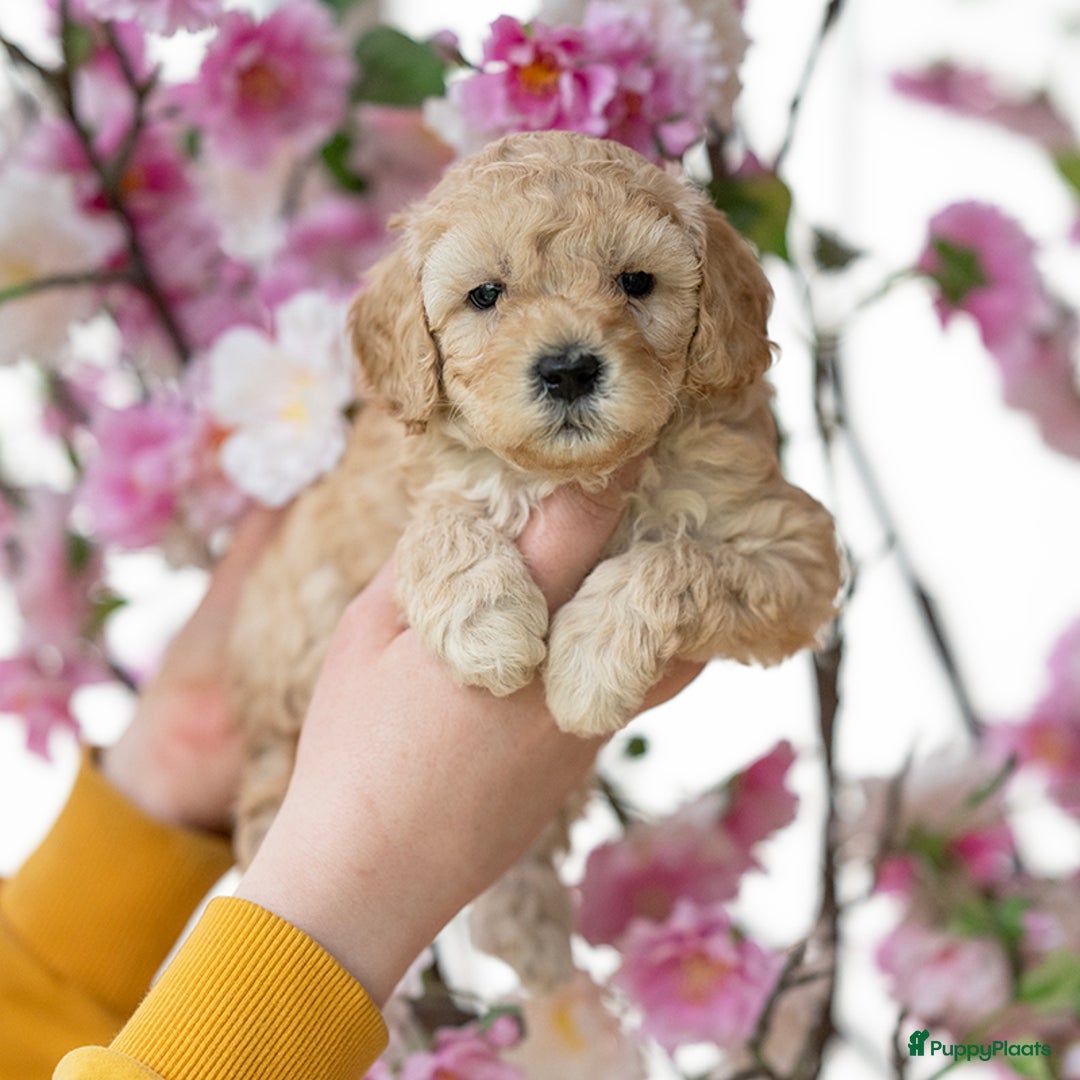 Labradoodle honden te koop: Mini labradoodle pups - Advertentie 1