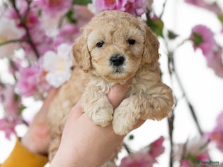 Labradoodle honden Mini labradoodle pups - Advertentie 2