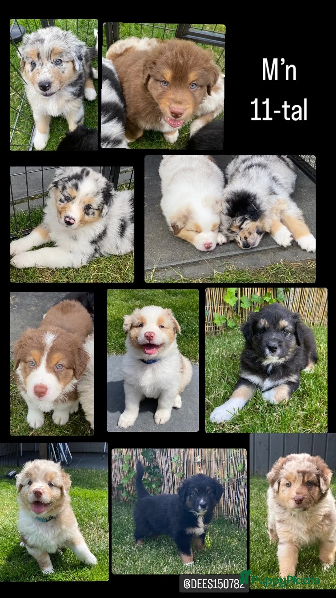 Australian Shepherd honden te koop: Pups verwacht 18 maart Australische herders  - Advertentie 3