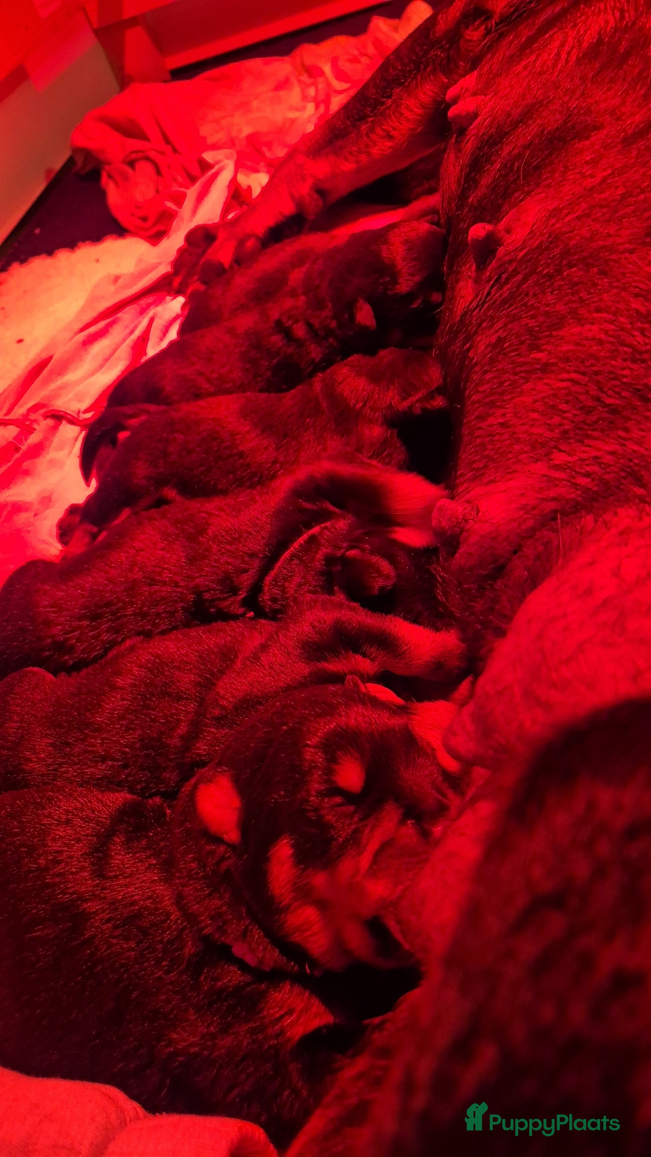 Rottweiler honden Nest F 27.11.2025 - Advertentie 1