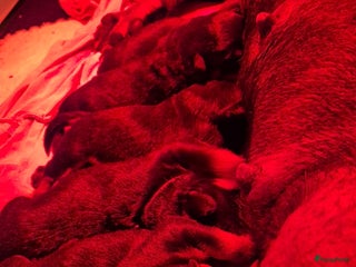 Rottweiler honden Nest F 27.11.2025 - Advertentie 1