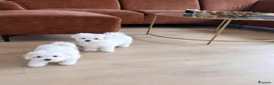 Maltezer 2