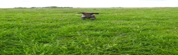 Friese Stabij honden te koop: Bruinschimmel Friese stabij pups: teefje en reutje - Advertentie 6