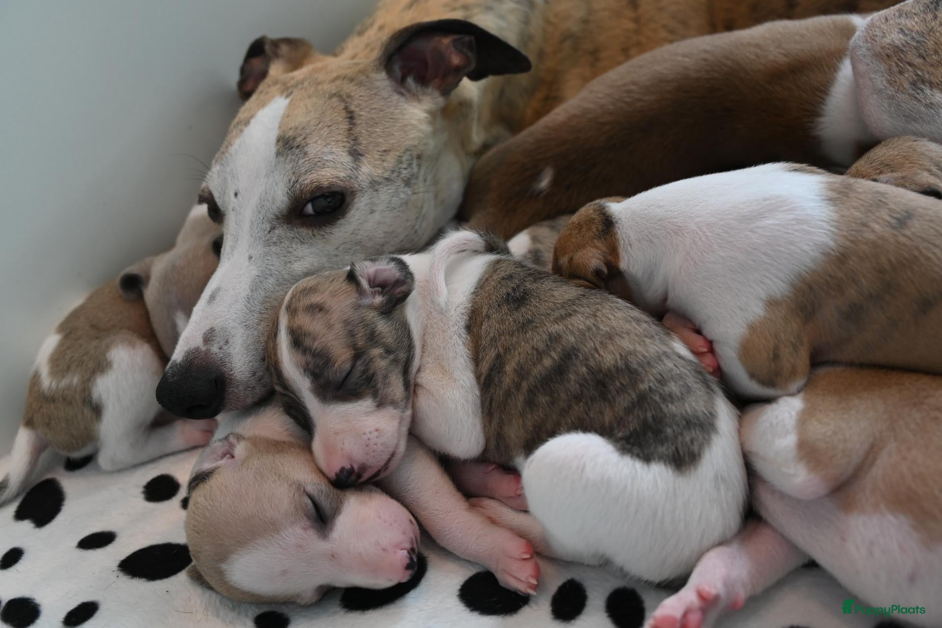 Whippet honden Whippetpupjes - Advertentie 5