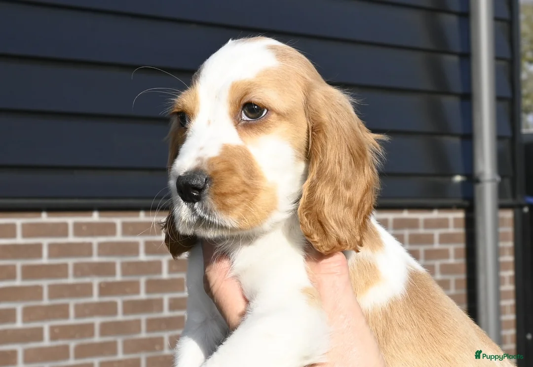 Engelse Cocker Spaniel honden te koop: Speelse Engelse Cocker Spaniel pup - Advertentie 17