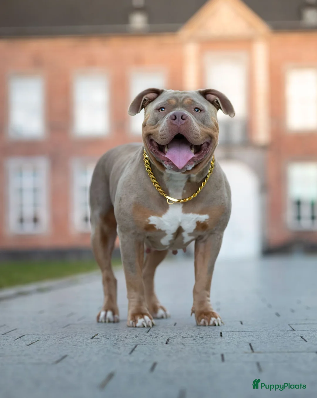 Amerikaanse Bully honden te koop: Prachtig nest American Bully pups - Advertentie 1