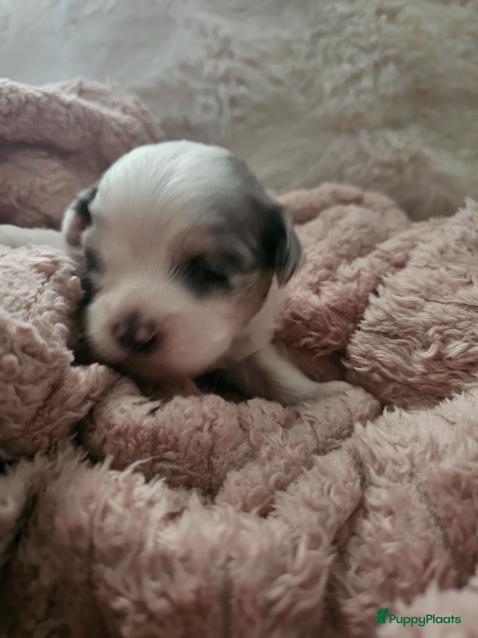 Malshi honden te koop: Boomer - Advertentie 1