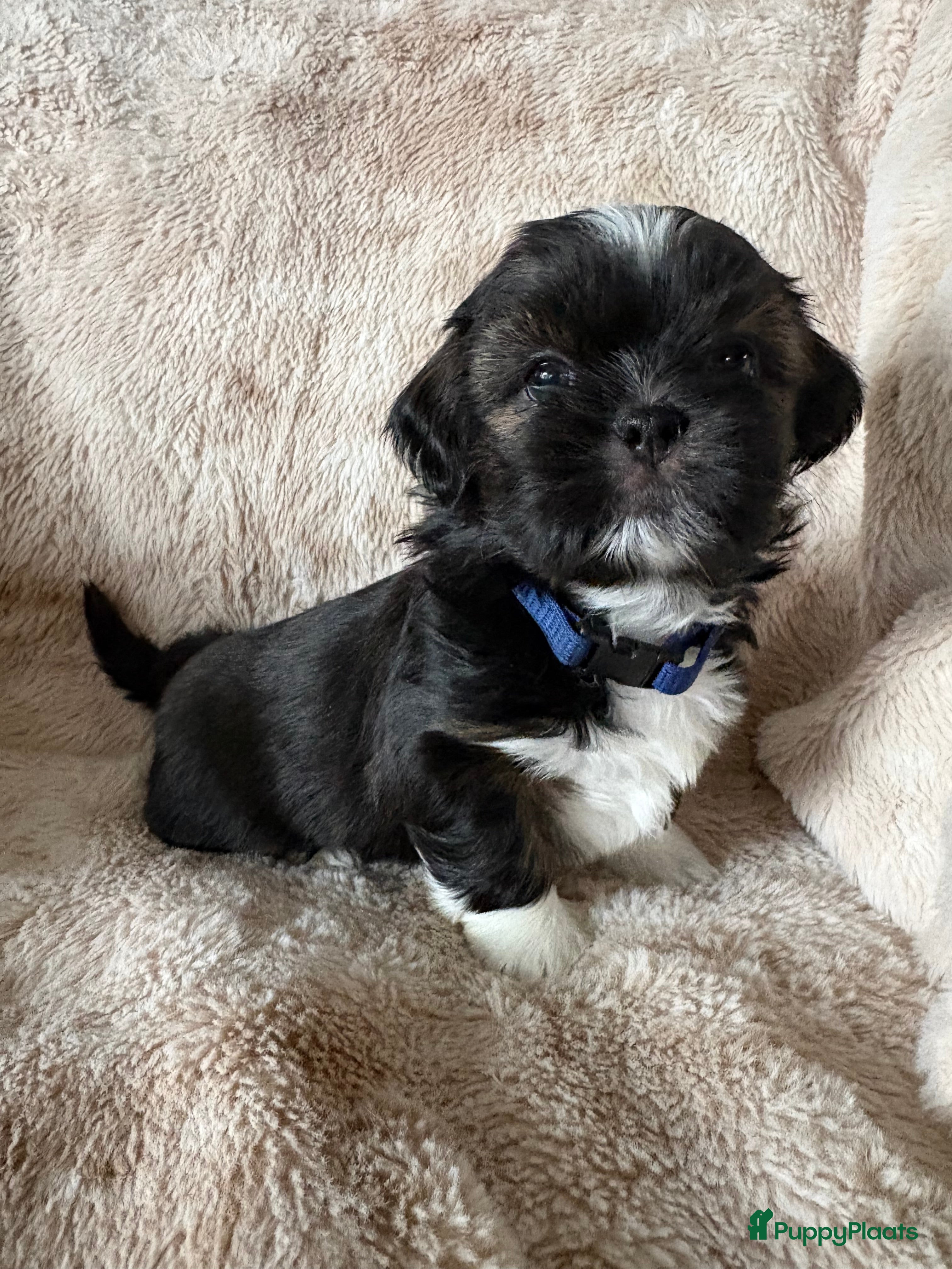 Shih Tzu honden Mooie shiz Tzu pup - Advertentie 2