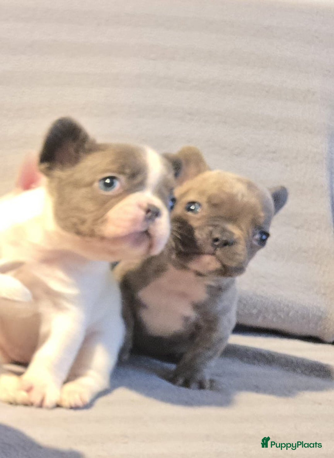 Franse Bulldog honden te koop: Knappe Franse buldogs enkele fluffy  - Advertentie 8