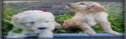 Labradoodle honden te koop: Labradoodle medium pups - Advertentie 17