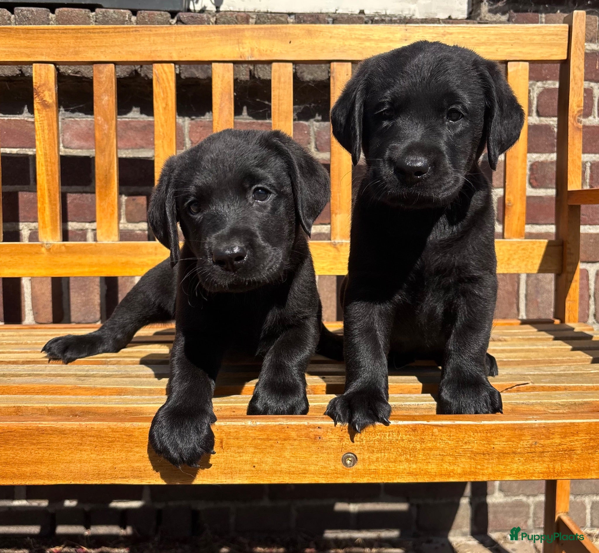Labrador Retriever honden Zwarte Labrador pups  - Advertentie 1