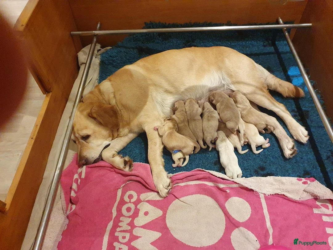 Labrador Retriever honden te koop: blonde labradorpups met FCI stamboom te koop - Advertentie 4