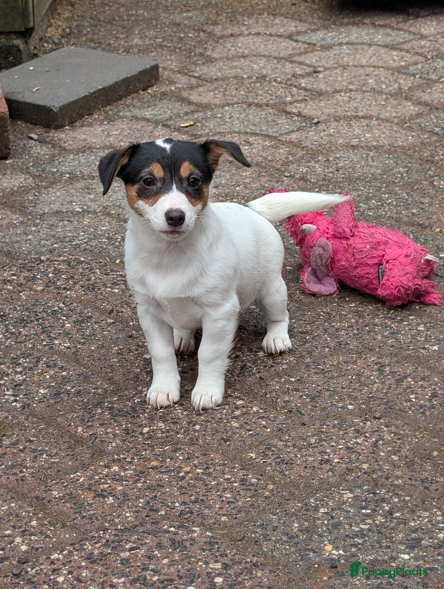 Jack Russel Terriër honden Nog 4 lieve Jack Russell pups met stamboom  - Advertentie 12