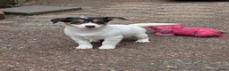 Jack Russel Terriër honden te koop: Nog 4 lieve Jack Russell pups met stamboom  - Advertentie 1