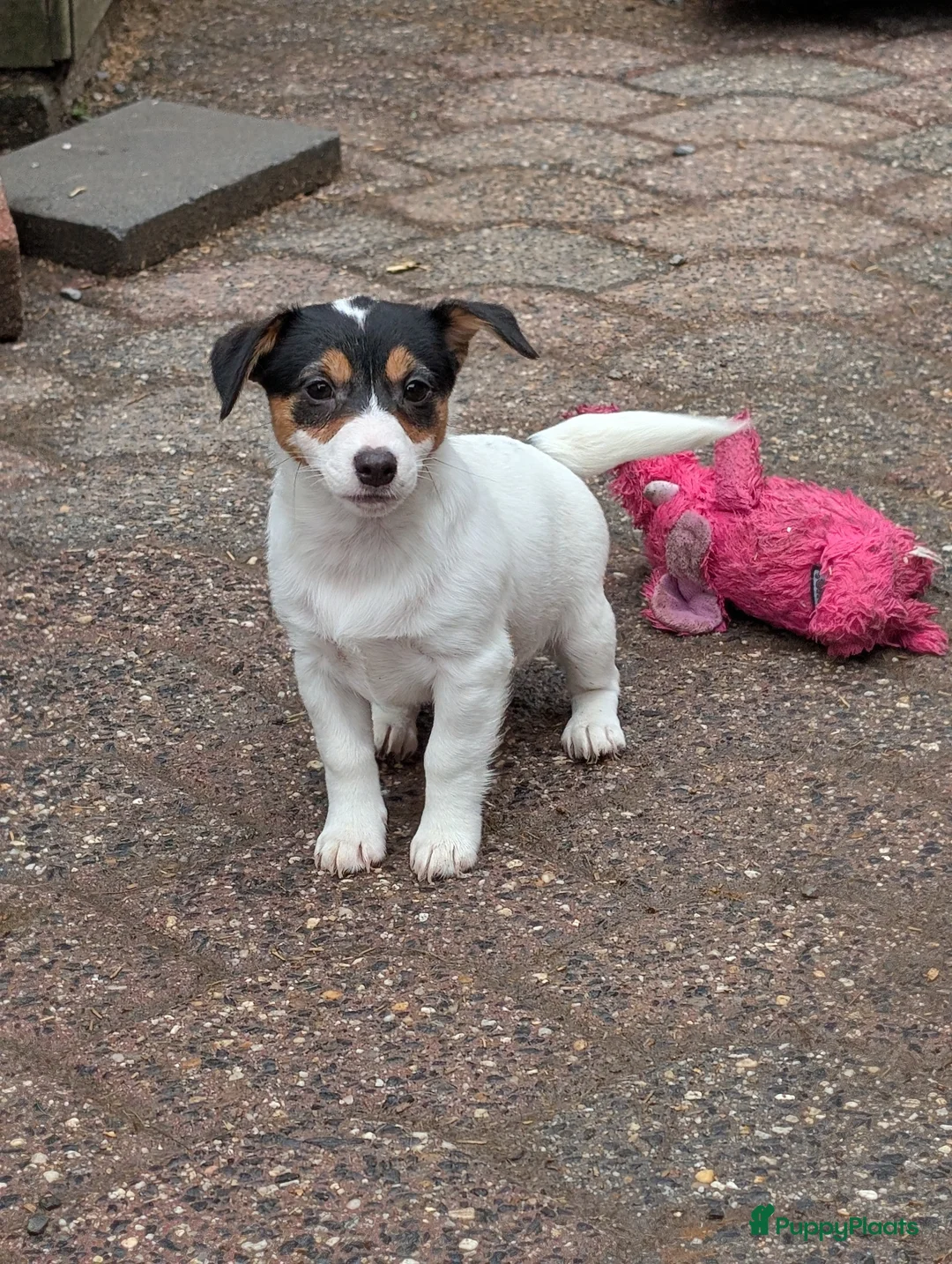 Jack Russel Terriër honden te koop: Nog 4 lieve Jack Russell pups met stamboom  - Advertentie 1