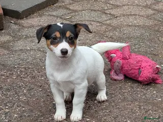 Jack Russel Terriër honden Nog 4 lieve Jack Russell pups met stamboom - Advertentie 12
