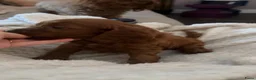 Cockapoo honden te koop: Lieve midi Cockapoo pups zoeken fijn thuis - Advertentie 2