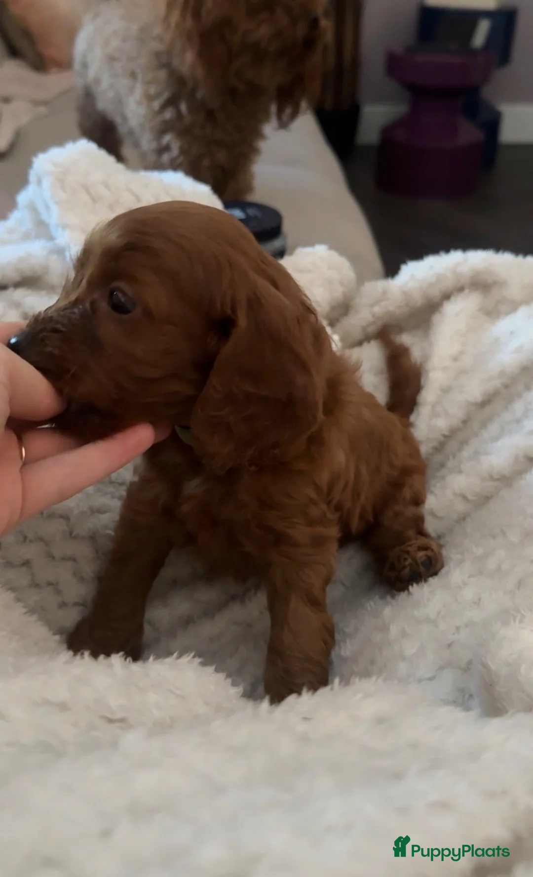 Cockapoo honden te koop: Lieve midi Cockapoo pups zoeken fijn thuis - Advertentie 2