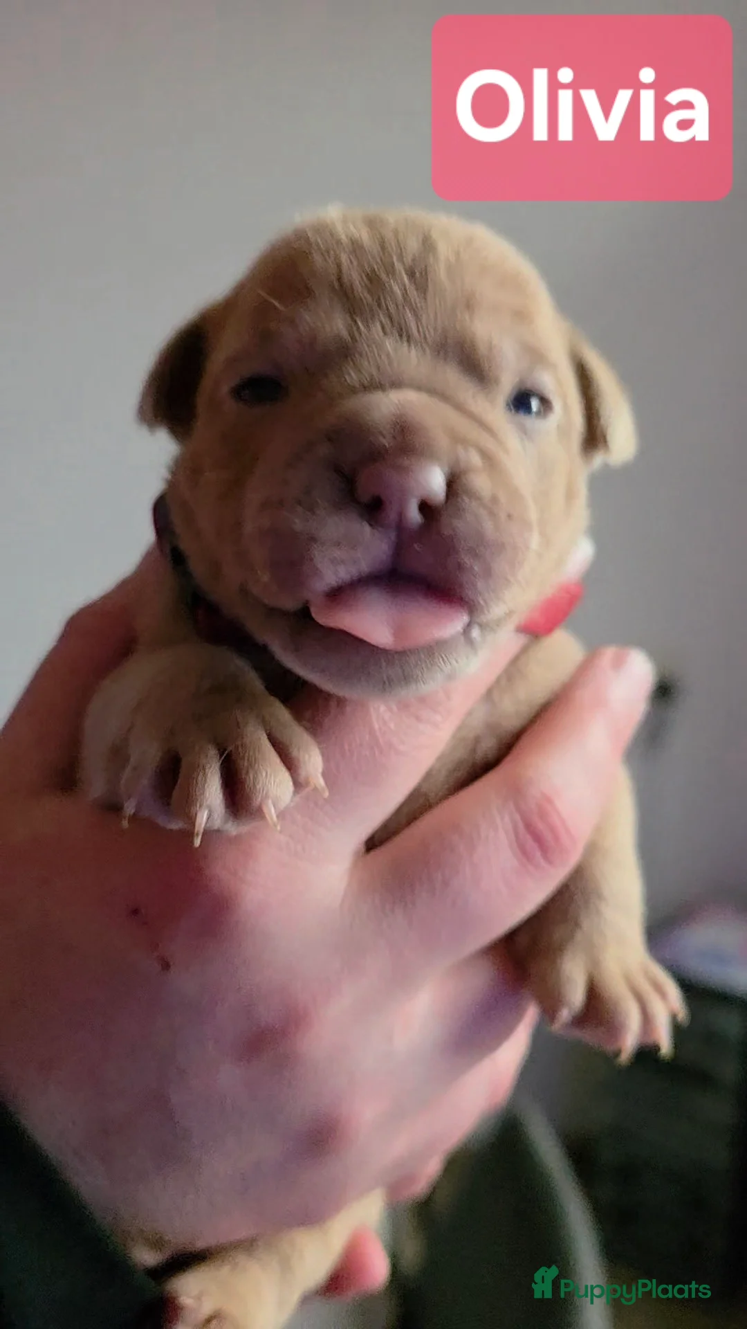 Old English Bulldog honden te koop: Old english bulldog teefje Olivia  - Advertentie 8