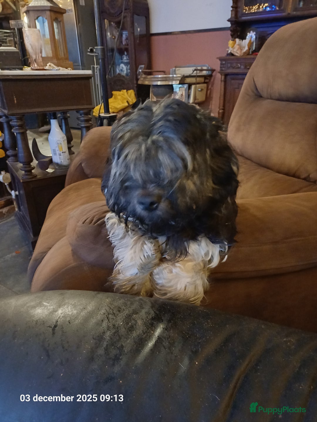 Kruising honden te koop: mooie pups tekoop kruissing klein blijvend - Advertentie 1