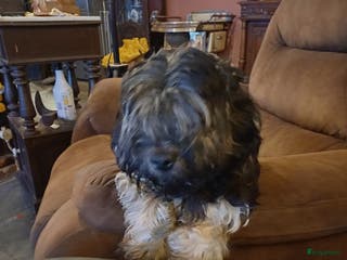 Kruising honden wegens anulering zwart boomerkruising pup teefje - Advertentie 16