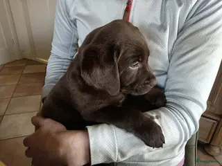 Labrador Retriever honden Nog 1 prachtige chocoladebruine Labrador pup - Advertentie 2